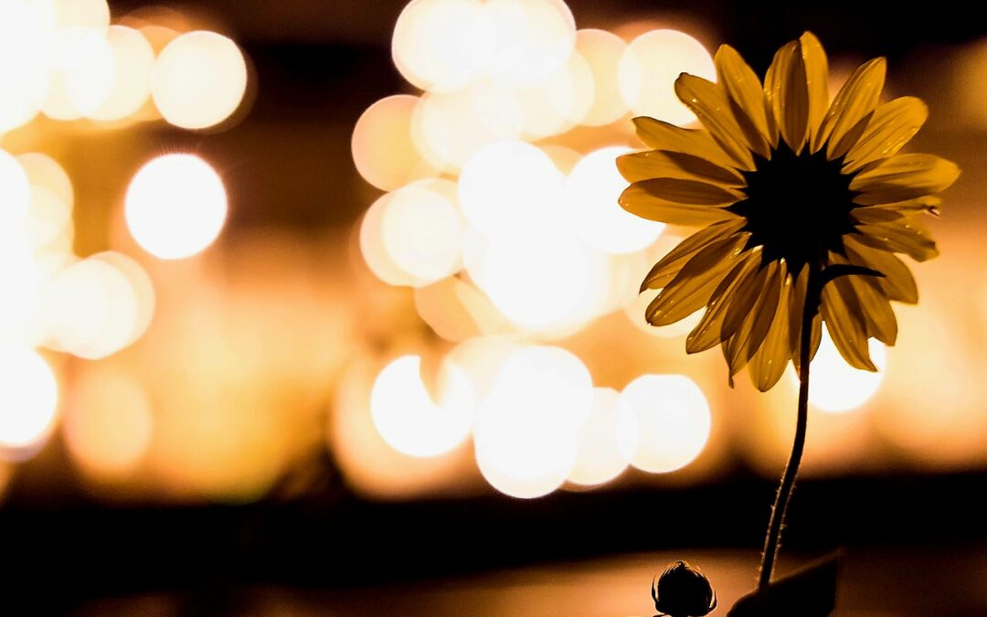 Flor amarilla en primer plano con fondo desenfocado.